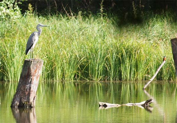 Graureiher und Eisvogel