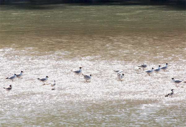 Flussseeschwalben an der Salzach